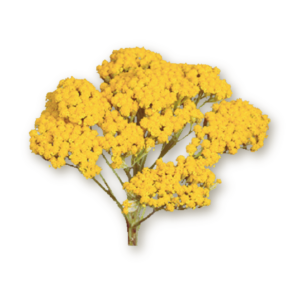 yarrow-achilea