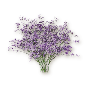 limonium