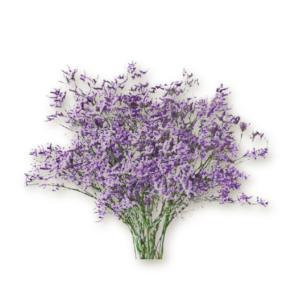 limonium
