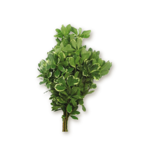 pittosparium-italiano