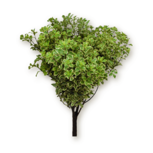 pittosparium-italiano