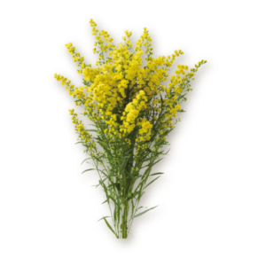 solidago