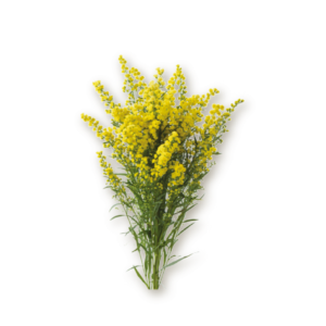 solidago