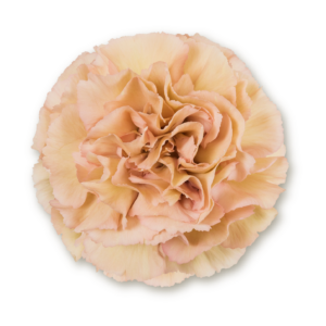 carnations-antique