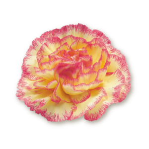carnations-bicolor-2
