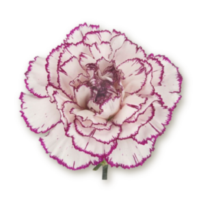 carnations-bicolor