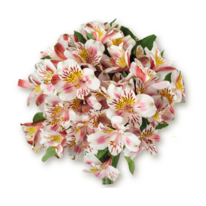 alstromerias-bicolor
