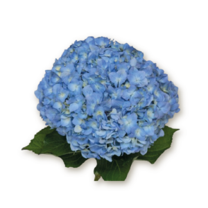 hydrangea-blue