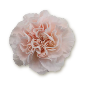 carnations-blush