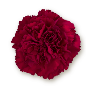 carnations-burgundy
