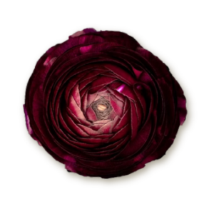 ranunculus-purple