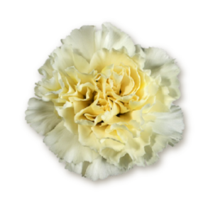 carnations-cream