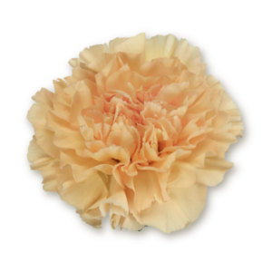 carnations-gold