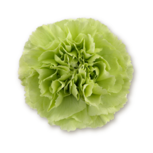 carnations-green