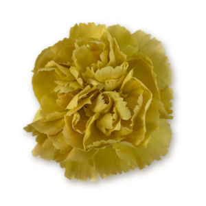carnations-mustard