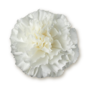 carnations-white