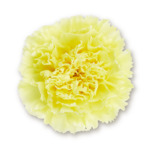 carnations-yellow