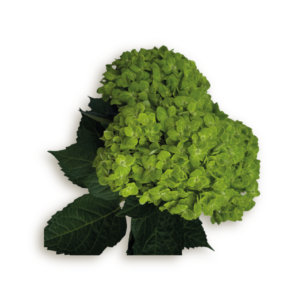 hydrangea-dark-green