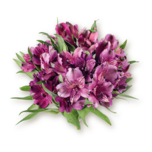 alstromeria-deep-purple