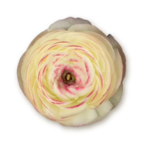 ranunculus-felicidade