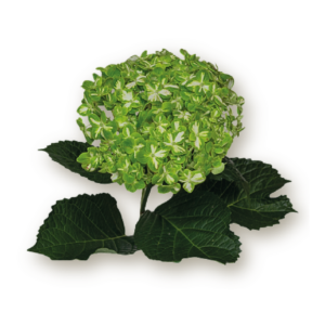 hydrangea-green