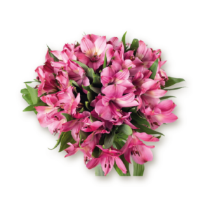 alstromeria-hot-pink