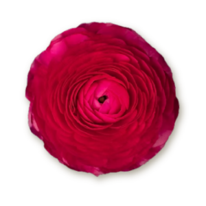 ranunculus-hot-pink