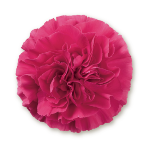 carnations-hot-pink
