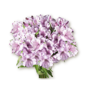 alstromeria-lavender