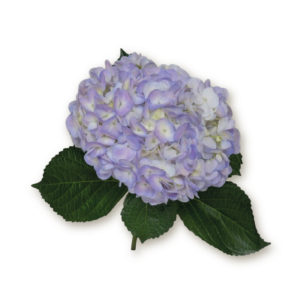 hydrangea-lavender