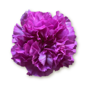 carnations-lavender