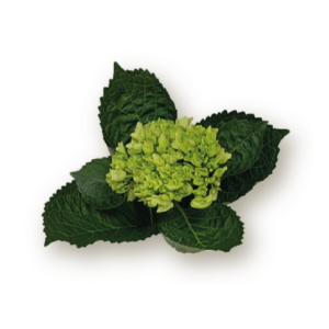 hydrangeas-light-green