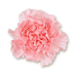 carnations-cream-copy
