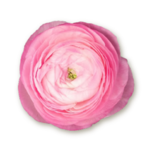 ranunculus-light-pink