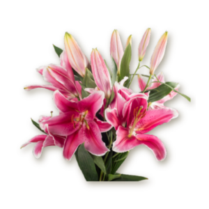 lilies-hot-pink