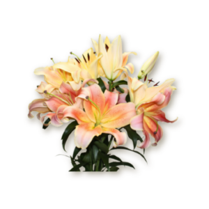 lilies-hot-pink-copy