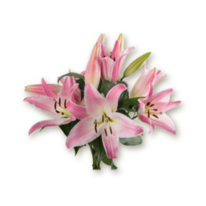 lilies-pink