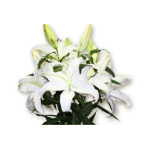 lilies-white