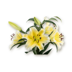 lilies-yellow