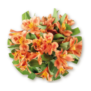 alstromeria-orange