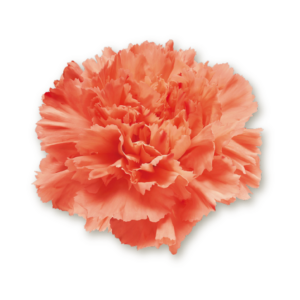 carnations-orange