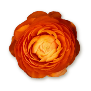 ranunculus-orange