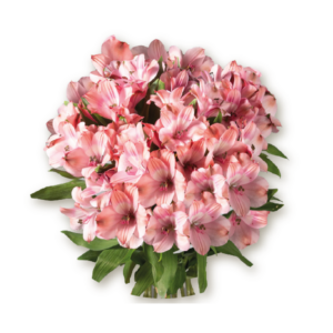 alstromeria-peach