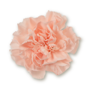 carnations-peach