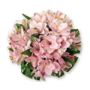 alstromeria-pink