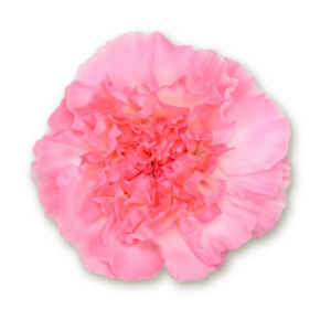 carnations-pink