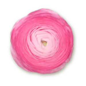 ranunculus-pink