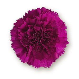 carnations-purple
