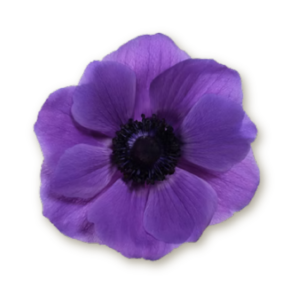 anemone-purple