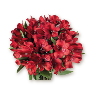 alstromeria-red